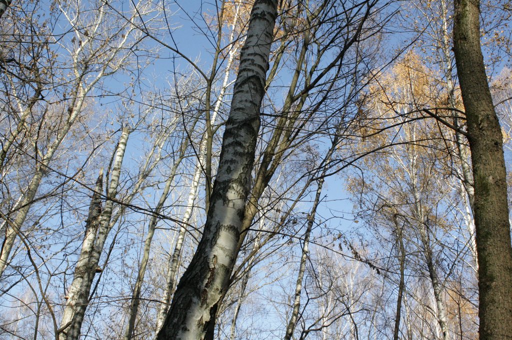 Участок 8865 на Малаховском кладбище — фото захоронения